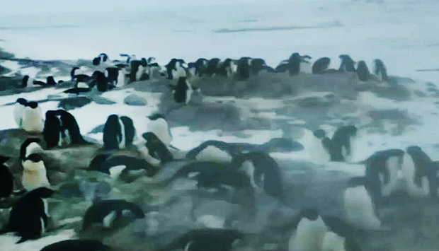 Cientistas instalam câmeras para observar habitat de pinguins na Antártida
