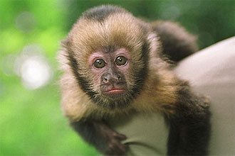 Três espécies de macacos que vivem no Brasil saíram da lista de ameaçados de extinção, como o macaco-prego-do-peito-amarelo
