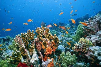 Corais de Eilat, em Israel; estudo indica que espécie também sofre com o estresse, devido a fatores como a mudança climática e a poluição
