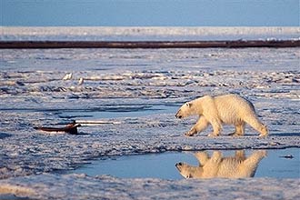 Urso polar caminha na região do Ártico; Estados Unidos avaliam que animal está em risco de extinção, em razão do aquecimento global