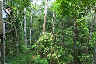 Estudo mostra que surgimento de novas espécies na região amazônica bate com as fases de formação das grandes montanhas
