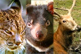 Lince ibérico (à esq.), diabo da Tasmânia e cervo do Pai Davi estão entre os mamíferos ameaçados de extinção, em diferentes graus de risco na lista da UICN