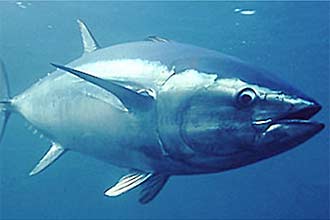 Japoneses respondem por 80% do consumo mundial do atum-azul pescado no Mediterrâneo e no Atlântico Leste