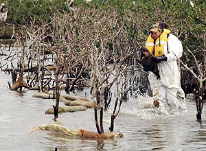 Técnico carrega pelicano coberto de petróleo em meio a animais mortos na região do golfo