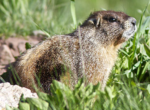 Filhote de marmota de barriga amarela, espécie cuja população 
aumenta com o aquecimento global, segundo estudo