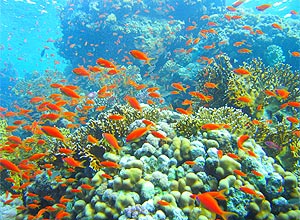 Pesca de peixes de corais que mudam de sexo pode alterar proporção entre machos e fêmeas, reduzindo a população