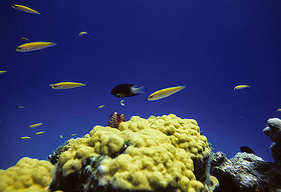 Coral de Mustard Hill, que  ameaado pelos dispersantes de petrleo no golfo