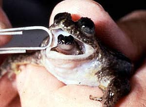 R incubadora, vista pela ltima vez em 1985, possua forma singular de reproduo: fmeas engoliam ovos fertilizados e os chocavam no estmago; davam  luz a girinos pela boca