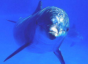Diretor do filme "The Cove", que denuncia matança de golfinhos no Japão, se alarma com pesca ilegal deles no Brasil
