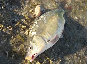 Entre 5.000 e 15 mil peixes mortos foram encontrados na foz do Mississippi, na Louisiana; ainda no se sabe se as mortes esto ligadas ao vazamento de petrleo no golfo do Mxico