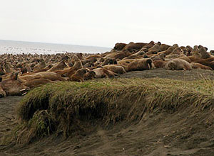 Mar de Chukchi, entre Rssia e Alaska; entre 10 mil a 20 mil morsas abandonaram reas geladas para viver em terra firme