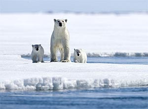 Plataforma de gelo essencial à sobrevivência de ursos-polares não vai desaparecer de modo irreversível