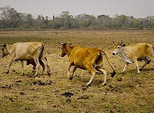 Vegetao forrageira favorece gado em Corumb, no Mato Grosso do Sul, que tem o maior reganho do Brasil
