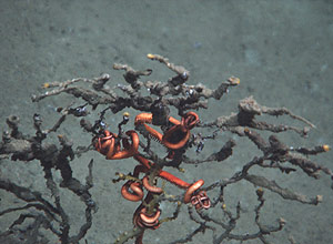 Coral em local afetado pelo vazamento de óleo no golfo do México; BP recebe autorização para perfurações no local