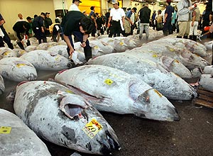 Japo  o principal consumidor de atum de barbatana azul; pases se renem para tentar limitar pesca da espcie