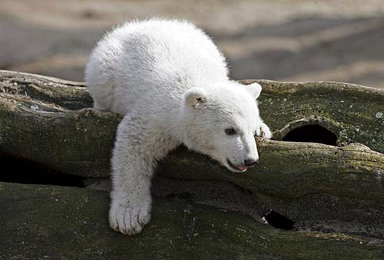 O urso polar Knut, que foi famoso após ser rejeitado pela mãe ao nascer