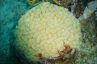 Coral encontrado no Caribe