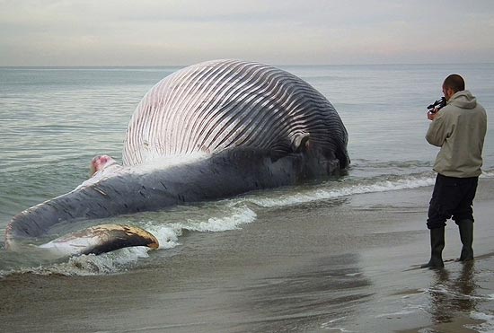 Baleia de 25 metros, encontrada morta, atrai fotógrafos e curiosos na Itália