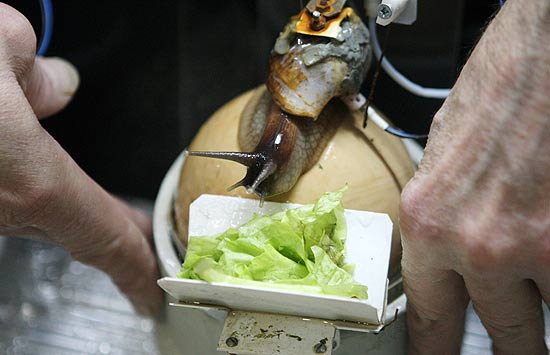 Funcionrio de empresa russa alimenta carol com alface; molusco est sendo usado para o controle de poluentes