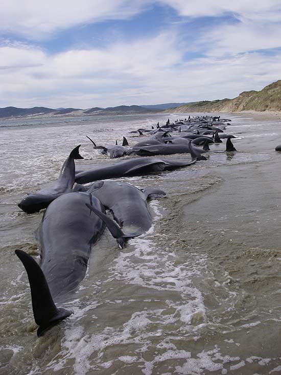 Baleias-piloto encontradas por dois turistas em praia no sul da Nova Zelândia; parte dos animais morreu