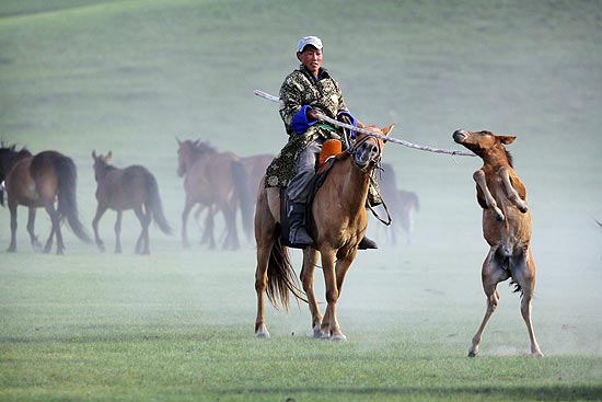 Nas estepes da Mongólia, nômades precisam laçar éguas selvagens para obter leite; veja galeria de fotos