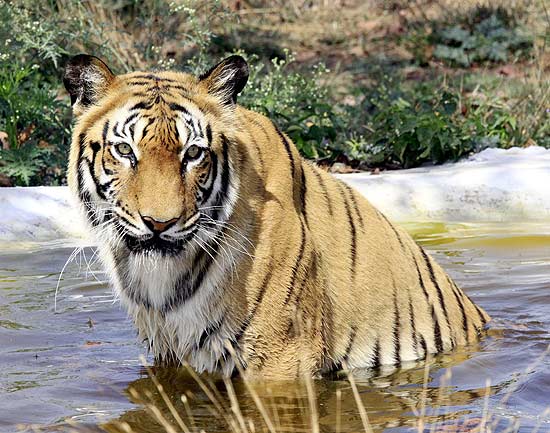 Havia 1.706 tigres em 2010, mas o nmero est longe dos 3.700 registrados em 2002 