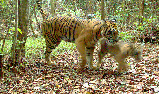 Tigre de Sumatra e filhote em área da Indonésia que será desmatada; menos de 400 animais estão vivos hoje
