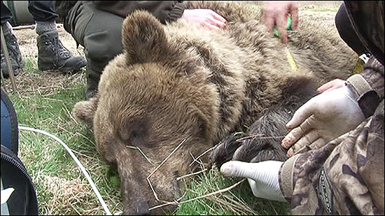 Ursa anestesiada que recebeu uma coleira com GPS; animais perderam o medo dos humanos e entram em cidades