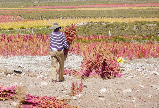 Plantação de quinoa, na Bolívia, que fornece cereal para empresa brasileira Mãe Terra