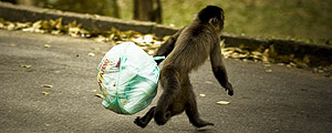 Macaco furta sacos de lixo de contineres no horto florestal da cidade de SP (Marlene Bergamo/Folhapress)