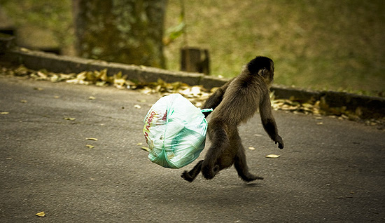 Macaco furta sacos de lixo de contêineres no horto florestal da cidade de São Paulo