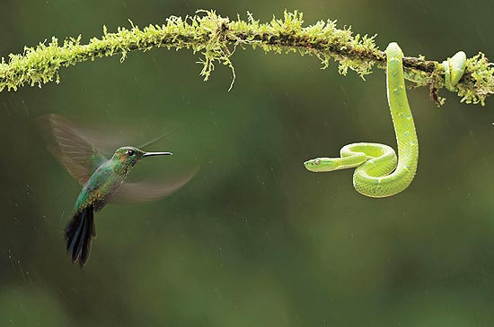 Beija-flor se defende de ataque de uma víbora em foto feita na Costa Rica; veja galeria de fotos