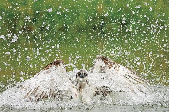 Foto vencedora de concurso sobre vida selvagem mostra águia-pescadora em ação; veja galeria de fotos