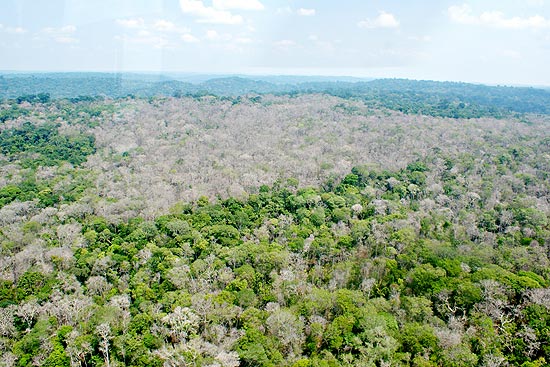 Foto aérea de mata destruída (manchas brancas) no Amazonas
