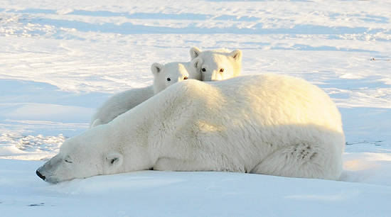 Foto de ursa polar com filhotes tirada na baía de Hudson, no Canadá, pela ONG ambientalista World Wildlife Fund