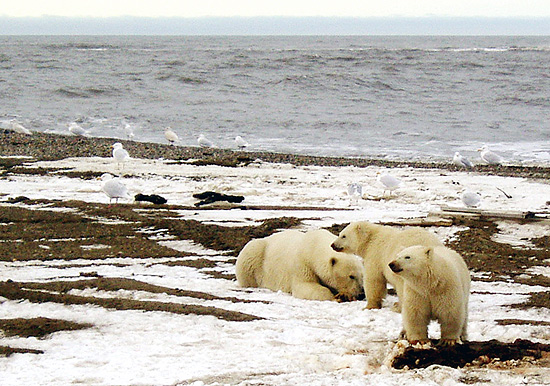 Entre famílias de ursos-polares que migraram, a taxa de mortalidade dos filhotes é de 45%, segundo estudo