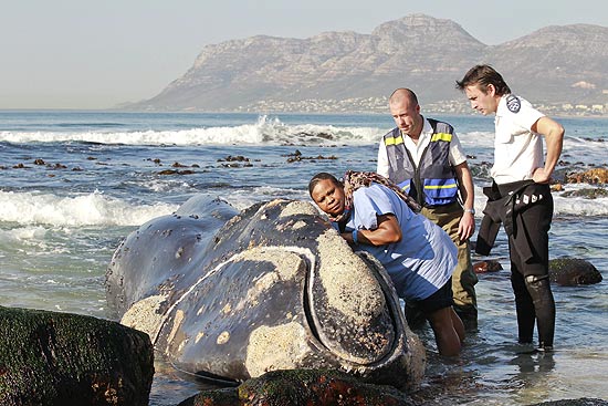 Baleia-franca-austral morre depois de ficar três horas encalhada em praia na África do Sul; veja galeria de fotos