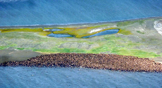 Centenas de morsas se reúnem no litoral do Alasca; elas estão na parte escura da foto, em marrom