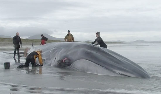 Voluntários tentam desencalhar a baleia-sei que foi parar no litoral de praia da Escócia