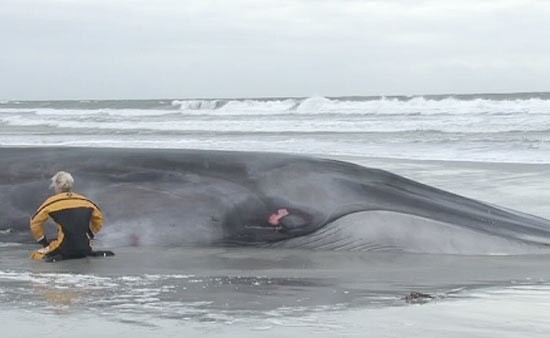 Especialistas consideram sacrificar a baleia-sei, para que o cetáceo não sofra ainda mais