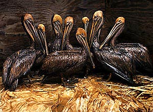 Imagem de pelicanos cobertos de óleo derramado pela pela British Petroleum em 2010 no golfo do México; veja galeria de fotos 