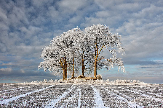 Foto de um campo com árvores cobertas de neve, na Escócia, venceu concurso britânico; veja galeria de fotos