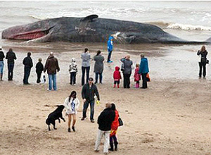 Baleias que morrem em praias acabam em depsitos de lixo; incinerao e processamento da carcaa tambm ocorrem 