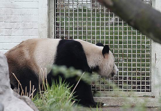 O panda gigante Yang Guang observa tnel feito para tentar aproximar o animal da fmea Tian Tian, no zoolgico de Edimburgo, na Esccia.