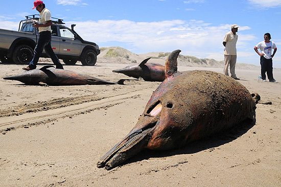 Golfinhos que apareceram mortos nas praias da costa norte do Peru, próximo a Chiclayo, a 750 quilômetros de Lima. Especialistas investigam a morte de 877 golfinhos entre fevereiro e abril deste ano.