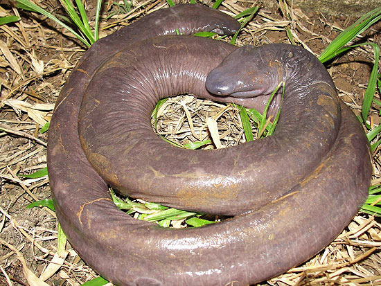 Anfíbio "Atretochoana eiselti", achado no rio Madeira, em Rondônia