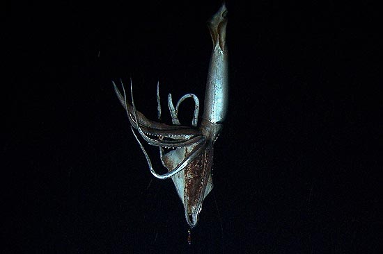 Lula gigante com mais de oito metros foi flagrada pela primeira vez no mar, a cerca de 630 metros de profundidade, em filmagem conjunta de rede japonesa e americana 