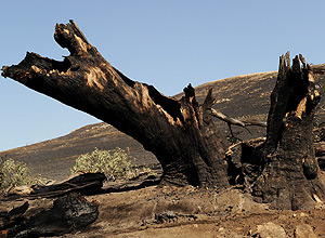 Árvore após incêndio florestal que atinge parte da Austrália, que vive uma forte onda de calor