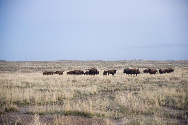 A American Praire Reserve tenta reconstruir a paisagem que existia nos 1800 no Estado de Montana