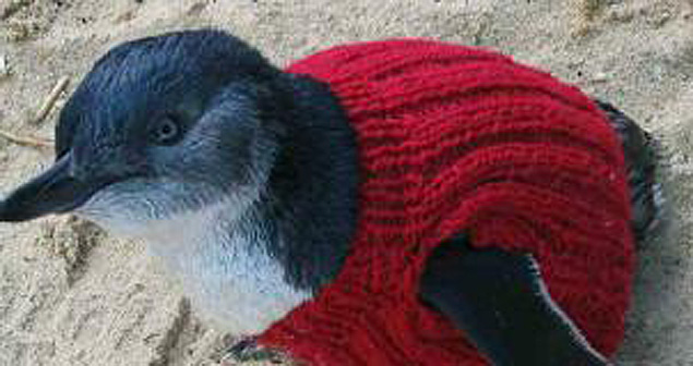 Grupos de ambientalistas na Austrlia, Tasmnia e Nova Zelndia pedem a voluntrios que tricotem minissuteres para salvar pinguins vtimas de vazamentos de petrleo